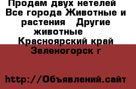 Продам двух нетелей - Все города Животные и растения » Другие животные   . Красноярский край,Зеленогорск г.